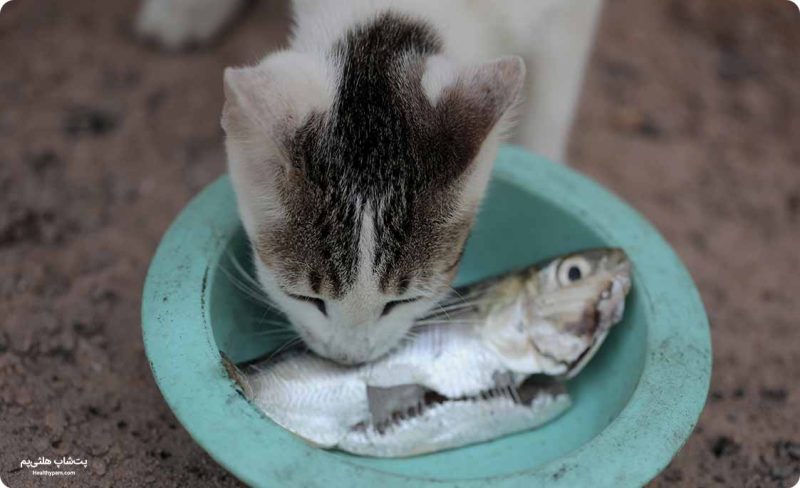 ماهی از غذاهای مناسب برای گربه